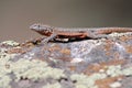 Side-blotched Lizard Sunning Royalty Free Stock Photo