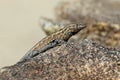 Side-blotched Lizard - Uta stansburiana Royalty Free Stock Photo