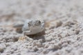 Side-blotched Lizard in the White Sands of New Mexico Royalty Free Stock Photo