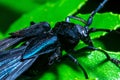 Side body view of a longhorn beetle