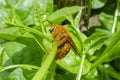 Side Of Carpenter Bee On Malabar Spinach Royalty Free Stock Photo