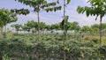 Photo of vegetable plantation on the side of the road