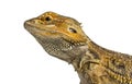 Side close-up of a bearded dragon,