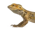 Side close-up of a bearded dragon,