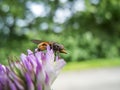 Rhingia campestris gemeine Schnauzenschwebfliege on blossom Royalty Free Stock Photo