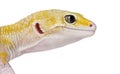 Side close-up of a gecko, isolated