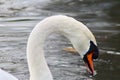 A side close up of a mute swans head in classic pose Royalty Free Stock Photo