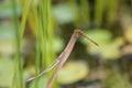 Close up of dragonfly