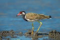 Side close up of Vanellus indicus