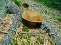 Side close-up view of boletus luridiformis mushroom. Edible delicious fungi growing under old spruce tree