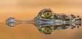 Side Close-up view of a Spectacled Caiman Caiman crocodilus