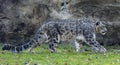 Side Close-up view of a walking Snow leopard Royalty Free Stock Photo