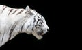 Side Close up view of a white Bengal tiger - isolated on black background