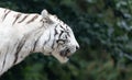 Side Close up view of a white Bengal tiger