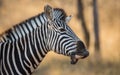 Side on close up on zebra`s head with a funny smile showing teeth in Kruger Park South Africa