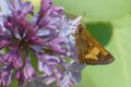 Side closeup of a broad-winged skipper standing on the lilac with blurred background