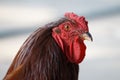 Side closeup of a brown rooster head with a red crow on the blurred background Royalty Free Stock Photo