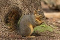Side closeup of a fox squirrel standing on ground tree trunk background Royalty Free Stock Photo