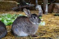 Side closeup of a grey giant on the farm sitting on the yellow grass