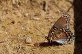 Side closeup of a Hackberry emperor on the ground with blurred background