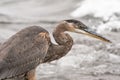 Side closeup of a juvenile great brown heron with blurred background