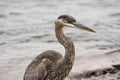 Side closeup of a juvenile great brown heron with blurred background