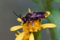 Side closeup of Macropis on the yellow flower with blurred background Royalty Free Stock Photo