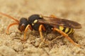 Side closeup of Nomada succincta standing on the sandy ground with blurred background Royalty Free Stock Photo