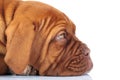 Side closeup picture of a sleepy sad french mastiff puppy