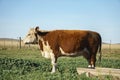 Side closeup of a Polled Hereford breed cow in field Royalty Free Stock Photo