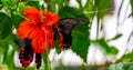 Side closeup of a red scarlet butterfly on a chinese hibiscus flower, tropical insect specie from Asia Royalty Free Stock Photo