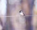 Side closeup view of a black-capped chickadee perched on a wire during a sunny early morning Royalty Free Stock Photo