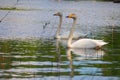 Side closeup of whooper swans swimming in the lake, grass around Royalty Free Stock Photo