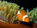 Ocellaris clownfish with black background Royalty Free Stock Photo