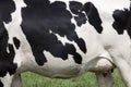 Side of cow with black spots on white hide Royalty Free Stock Photo