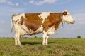 Side cow udder and teat in a field, horizon over land, standing full length happy and relaxed and a bright blue sky Royalty Free Stock Photo