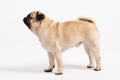 side of Cute dog pug breed standing and making funny or serious face feeling happiness and cheerful