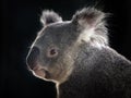 Side face of a koala.