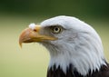 Side face portrait of a bald eagle Royalty Free Stock Photo