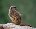 Side face portrait of a meerkat on a blurry green background Royalty Free Stock Photo