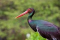 Side face portrait of a rainbow colored black stork a blurry green background Royalty Free Stock Photo