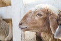 Side of face sheep in the stall Royalty Free Stock Photo