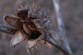 Side front view of mature opened and dried seed pod of hallucinogen Jimsonweed plant, latin name Datura Stramonium.