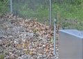 Side Frontal View of a Rabbit on the Side of a Chain Link Fence Royalty Free Stock Photo