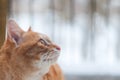 Side Of Ginger Cat Looking Something With Nature Background. Side View Of Ginger Cat Looking Forward