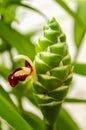 The Side Of The Ginger Flowers Royalty Free Stock Photo