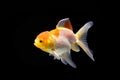 Side goldfish picture. Goldfish isolated on black background. Goldenfish isolated on black background. Thailand Royalty Free Stock Photo