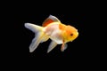 Side goldfish picture. Goldfish isolated on black background. Goldenfish isolated on black background. Thailand Royalty Free Stock Photo