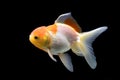 Side goldfish picture. Goldfish isolated on black background. Goldenfish isolated on black background. Thailand Royalty Free Stock Photo