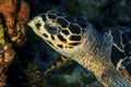 Side of a Green turtle feeding on the coral reef